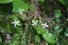 vignette Coptis trifolium