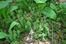 vignette Lycopodium annotinum