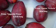 vignette Prunus domestica, prune 'Imperial Prune' et 'Queen Victoria'