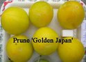 vignette Prunus domestica, prune 'Golden Japan'