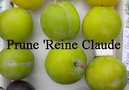 vignette Prunus domestica, prune 'Reine Claude'