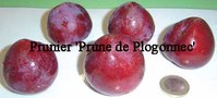 vignette Prunus domestica, prune 'Prune de Plogonnec'