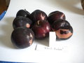 vignette Prunus domestica, prune 'Black Amber'