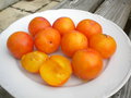 vignette Prunus domestica, prune 'Estiva TC Sun'