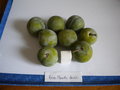 vignette Prunus domestica, prune 'Reine Claude Dore'