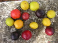 vignette Prunus, prunes sauvages