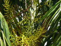 vignette Trachycarpus f., hermaphrodisme