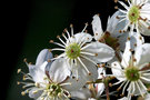 vignette Rubus australis cissoides