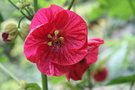 vignette Abutilon rouge