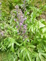 vignette Delphinium requienii = Delphinium staphysagria var. requienii - Pied d'Alouette de Requien