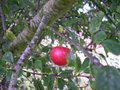 vignette Prunus cerasifera, prunier myrobolan, myrobolan, prunier-cerise, prune ronde rouge en fin juillet