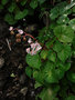 vignette Begonia fenicis