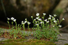 vignette Cerastium trigynum morrisonense