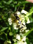 vignette Rutpela maculata = Leptura maculata = Strangalia maculata - Strangalie tachetée, Lepture tachetée
