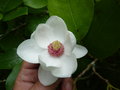 vignette Magnolia sieboldii - Magnolia