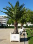 vignette Phoenix canariensis en bac d'orangerie