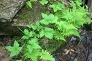 vignette Phegopteris connectilis et Rubus pubescens