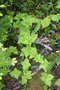 vignette Cornus canadensis