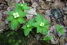 vignette Cornus canadensis