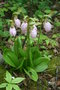 vignette Cypripedium acaule