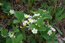 vignette Fragaria virginiana