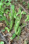 vignette Lycopodium annotinum