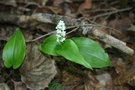 vignette Maianthemeum canadense