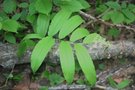 vignette Maianthemum racemosum