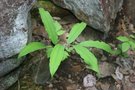 vignette Maianthemum racemosum