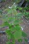 vignette Populus grandidentata