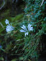 vignette Cerastium trigynum morrisonense