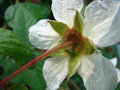 vignette Rubus croceacanthus