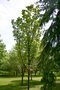 vignette Acer saccharum ssp. nigrum 'Temple's Upright'