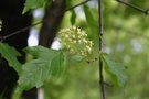 vignette Acer tataricum ssp. ginnala