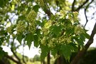 vignette Acer tataricum ssp. ginnala