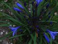 vignette Agapanthus lilliput au 11 06 011