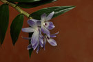 vignette Dendrobium victoriae-reginae