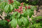 vignette Aesculus pavia 'Humilis'