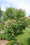 vignette Aesculus x carnea 'Fort Mc Nair'