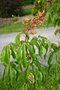 vignette Aesculus x mutabilis 'Induta'