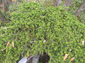 vignette Cdrus brvifolia (Hook f ) Henry