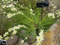 vignette Sisyrinchium graminifolium