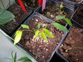 vignette BERCHEMIELLA berchemiifolia  semis