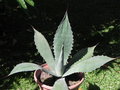 vignette Agave shrevei ssp. magna