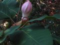 vignette Magnolia Delavayi red dragon aux normes feuilles et premire fleur au 26 06 11