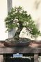 vignette Pinus thunbergii de 60 ans