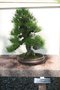 vignette Pinus thunbergii 'Nishiki' de 80 ans