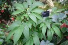 vignette Begonia egregia