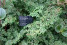 vignette Begonia foliosa