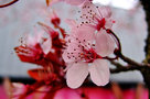 vignette Rosaceae - Prunier - Prunus cerasifera